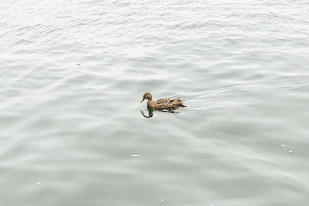Zdjęcie dzika kaczka pływa w jeziorze