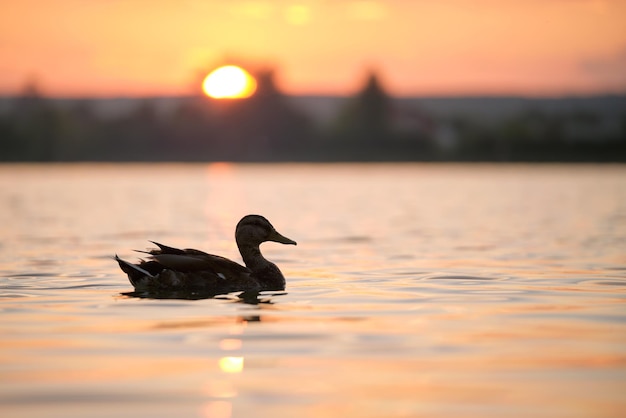 Dzika kaczka pływająca po wodzie jeziora o jasnym zachodzie słońca Koncepcja obserwacji ptaków