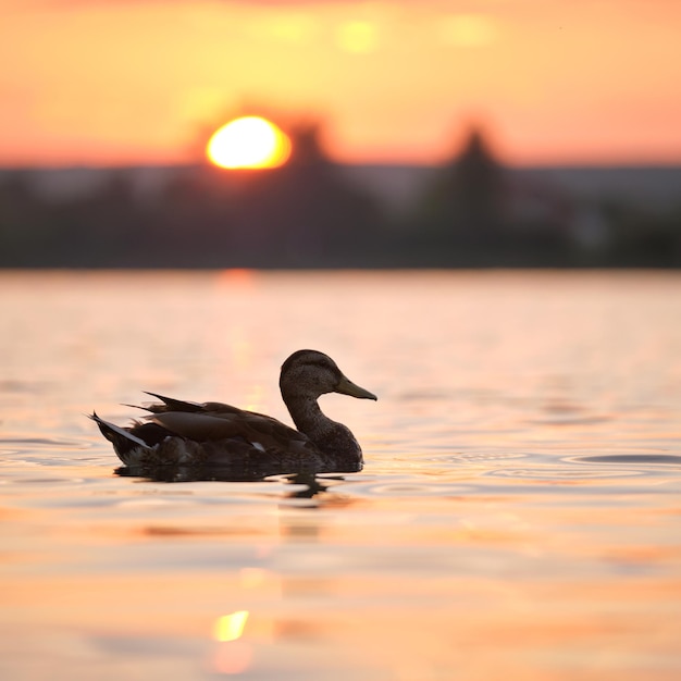 Dzika kaczka pływanie po wodzie jeziora w jasny zachód słońca. Koncepcja obserwacji ptaków.