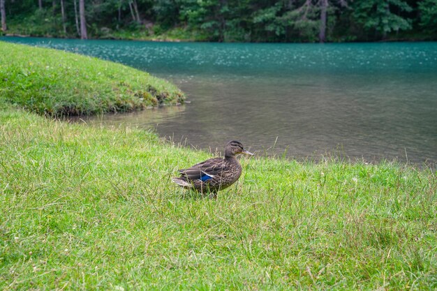 Zdjęcie dzika kaczka w pobliżu pięknego jeziora