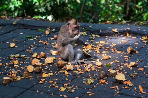Dzika małpa jedząca owoce z zainteresowaniem