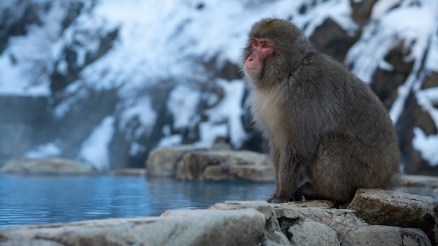 Dzika Małpa W Pobliżu Gorącego źródła. śnieżna Małpa Na Onsen Z Nagano. Macaca Fuscata Uczucie, że Ciało Jest Ciepłe I Senne W Pobliżu Ciepłego Basenu W Górach Japonii