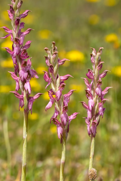 Dzika orchidea; nazwa naukowa; Anacamptis coriophora