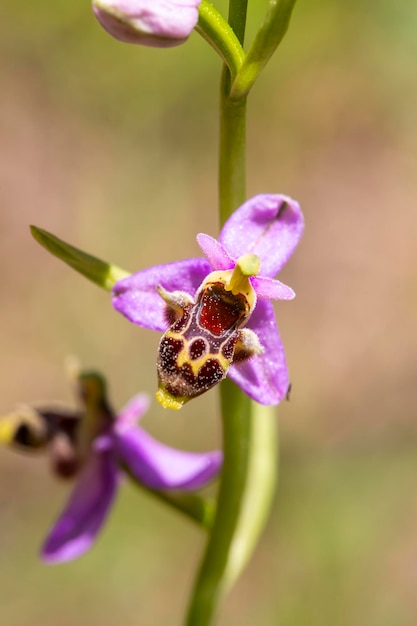 Dzika orchidea; nazwa naukowa; Minuta Ophrysa