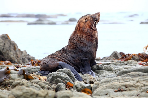 Dzika Pieczęć W Kolonii Seal Kaikoura Nowa Zelandia