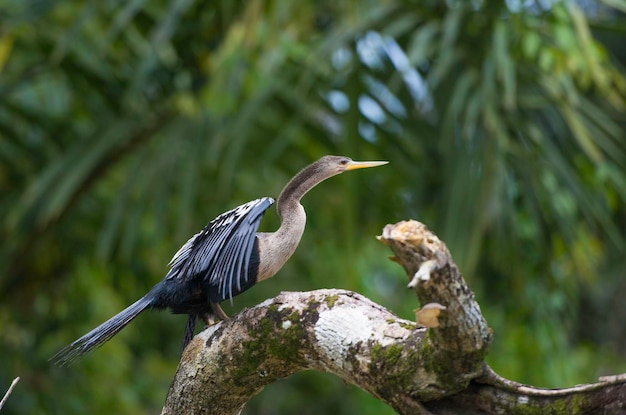 Dzika przyroda w Kostaryce Ptak tropikalny Anhinga Rufous Darter lub Snakebird