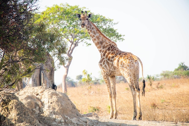 Dzika przyroda w Zambii Afryka - żyrafa w Parku Narodowym Chaminuka, Lusaka