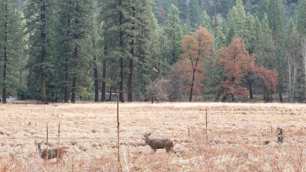 Dzika Rodzina Jeleni Pasąca Się Na łące W Dolinie Yosemite W Kalifornii Fauna Dzikiej Przyrody