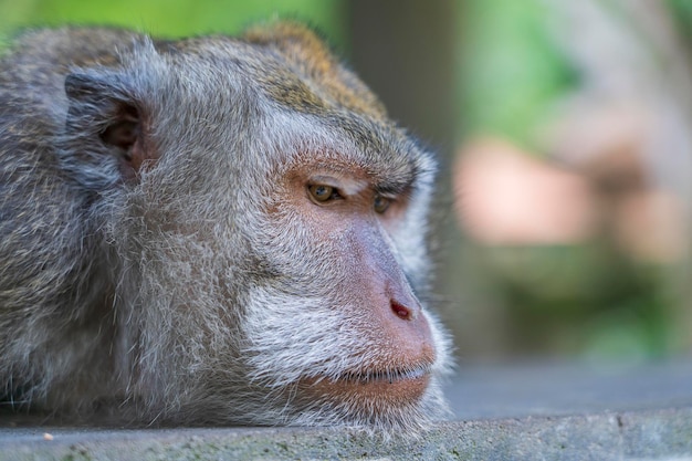 Dzika rodzina małp w świętym małpim lesie na wyspie Ubud Bali Indonezja