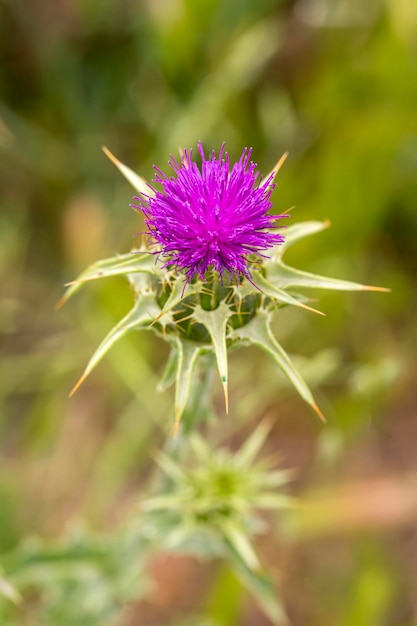 dzika roślina; nazwa naukowa; Silybum marianum