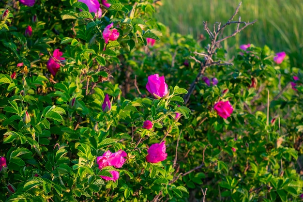 Dzika róża kwiaty na polu o świcie