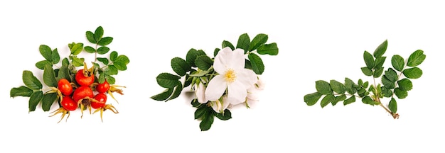 Dzika róża (Rosa canina) kwiaty i owoce na białym tle