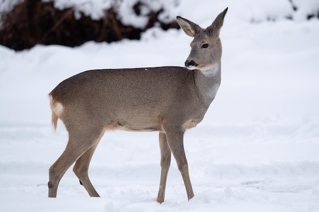 Dzika sarna na śniegu Capreolus capreolus