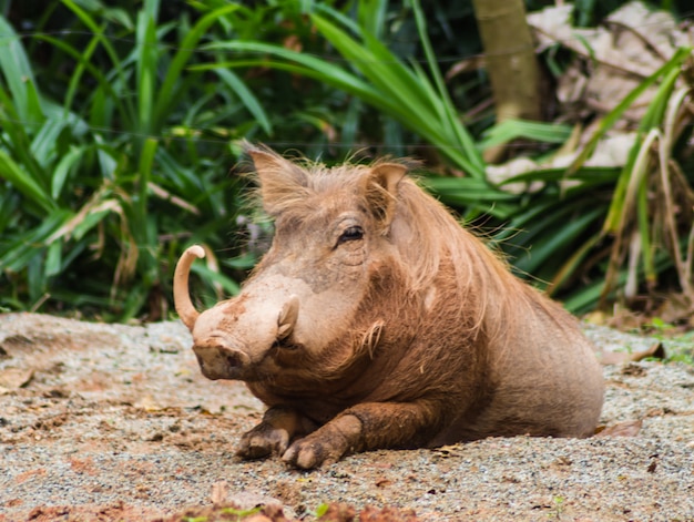 Dzika świnia W Zoo