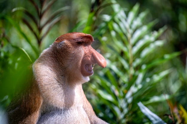 Dzika trąbiasta małpa lub Nasalis larvatus w tropikalnym lesie deszczowym Borneo, Malezja