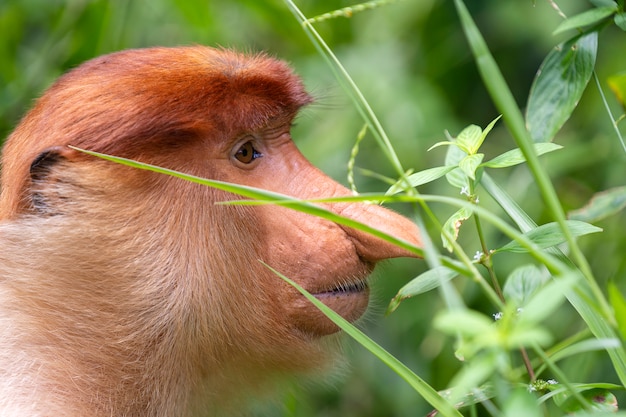 Dzika trąbiasta małpa lub Nasalis larvatus w tropikalnym lesie deszczowym Borneo, Malezja