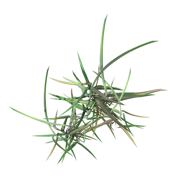dzika trawa polna, widok z góry, izolowana na białym tle, ilustracja 3D, renderowanie cg