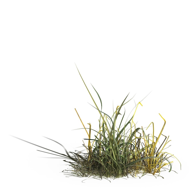 dzika trawa polna z cieniem pod nią, odizolowana na białym tle, ilustracja 3D, renderowanie cg
