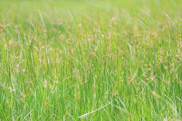 Dzika trawa w zielonym natury tle.