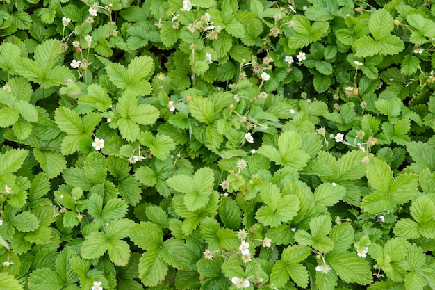 Dzika truskawka z zielonymi liśćmi i dojrzałymi czerwonymi owocami - Fragaria vesca.