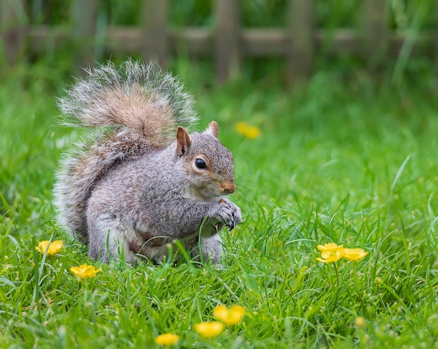 Dzika wiewiórka szara jedząca orzeszki ziemne na trawie w ogrodzie