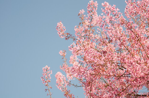 Dzika wiśnia himalajska, Prunus cerasoides