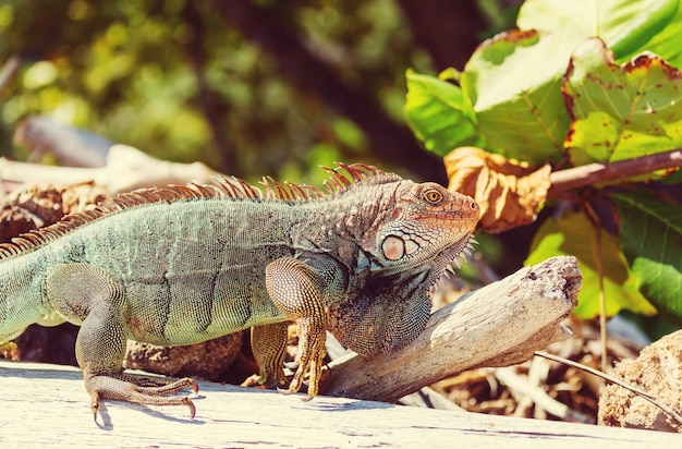 Dzika Zielona Iguana W Kostaryce