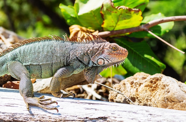 Dzika zielona iguana w Kostaryce