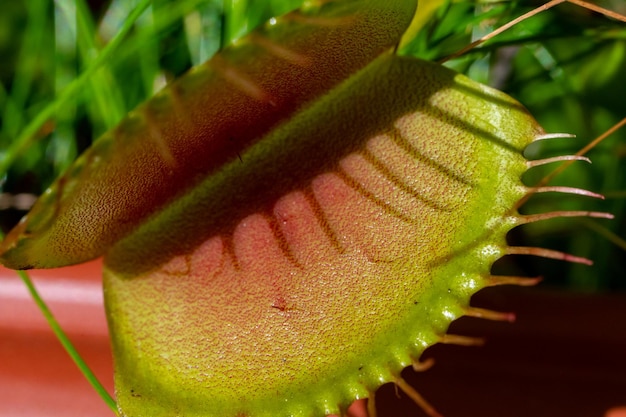 Zdjęcie dzika zniewalająca muchołówka dionaea muscipula