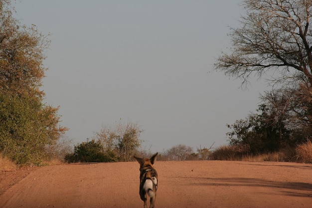 Dziki afrykański pies w Parku Narodowym Krugera w RPA