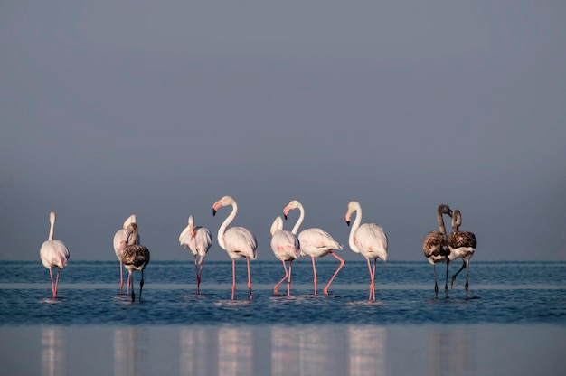 Dziki Afrykański Ptak Stado Różowych Afrykańskich Flamingów Spacerujących Po Błękitnej Lagunie Na Tle Jasnego Nieba W Słoneczny Dzień