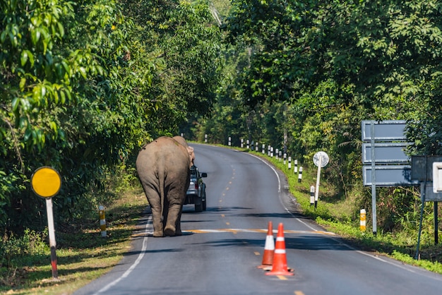 Dziki Azjatycki Słoń Na Drodze W Khao Yai Parku Narodowym, Tajlandia