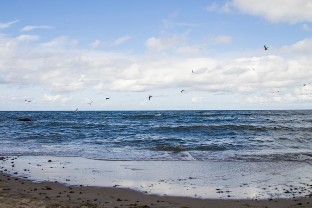 Dziki biały mewa ocean morski ptak latający nad morzem skrzydło pokaż wolność życia biały niebieski odcień natura pejzaż morski krajobraz tło