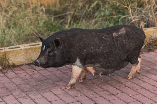 Dziki czarny dzik lub świnia chodzenie na łące. Dzika przyroda w naturalnym środowisku,