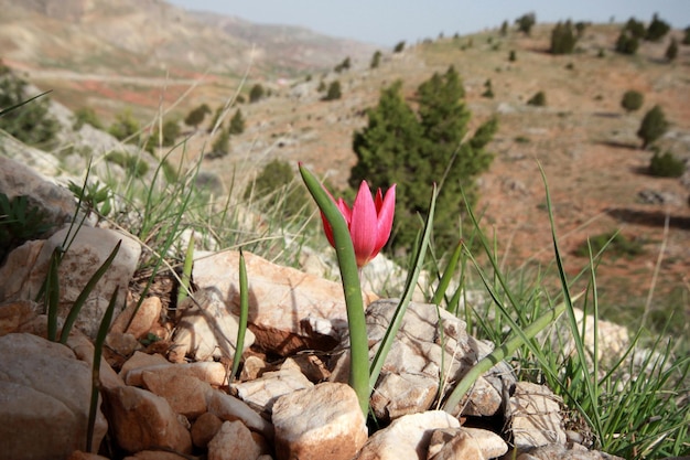 Dziki czerwony tulipan górski