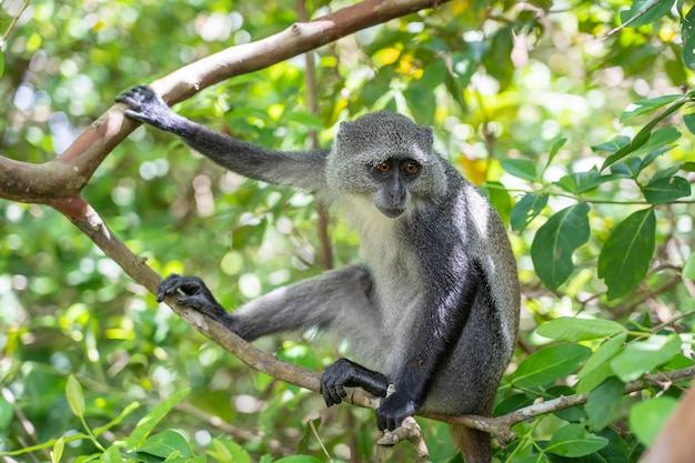 Dziki Endemiczny Błękit Małpy Obsiadanie Na Gałąź W Tropikalnym Lesie Na Wyspie Zanzibar, Tanzania, Afryka Wschodnia