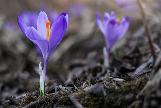 Zdjęcie dziki fioletowy i żółty tęczówka (crocus heuffelianus discolor) kwiat rosnący w cieniu, sucha trawa i liście wokół