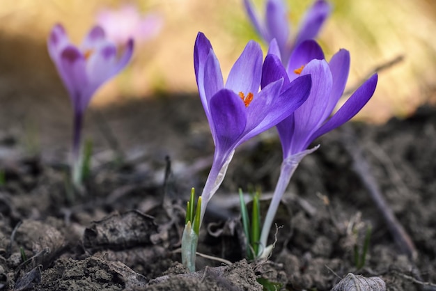 Dziki fioletowy i żółty tęczówka (Crocus heuffelianus discolor) kwiat rosnący w cieniu, suchej trawie i liściach wokół