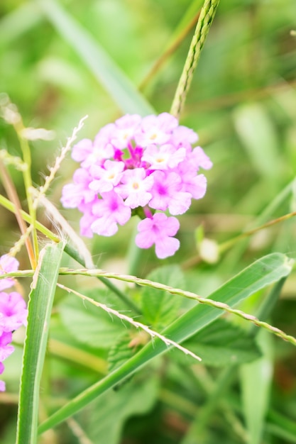 Zdjęcie dziki fioletowy lantana camara