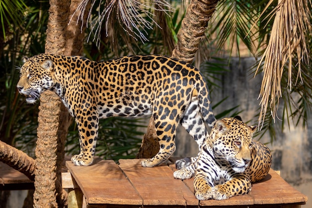 Dziki Jaguar Panthera onca w portretie i selektywnej ostrości