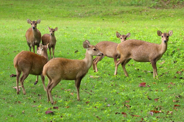 Dziki jeleń brow-antlered patrząc w parku.