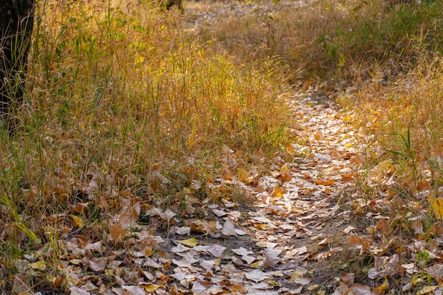 Dziki jesień las. Podeptana ścieżka, opadłe żółte liście i pożółkła trawa