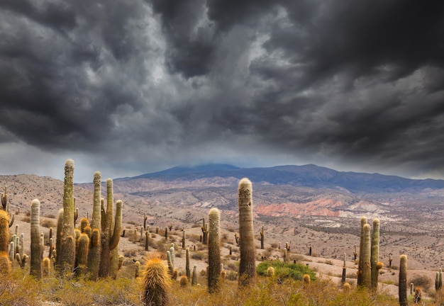 Dziki Kaktus Na Altiplano W Andach W Argentynie