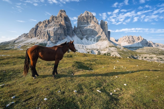 Dziki koń na łące z pakami Tre Cime di Lavaredo w tle Dolomity Włochy