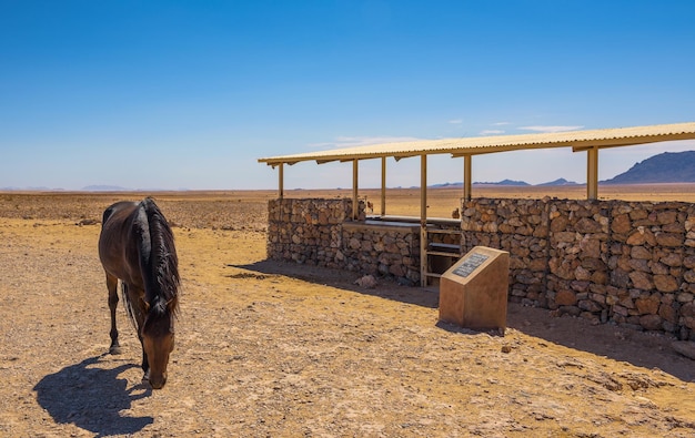 Dziki koń pustyni Namib w punkcie widokowym w pobliżu Aus na południu Namibii