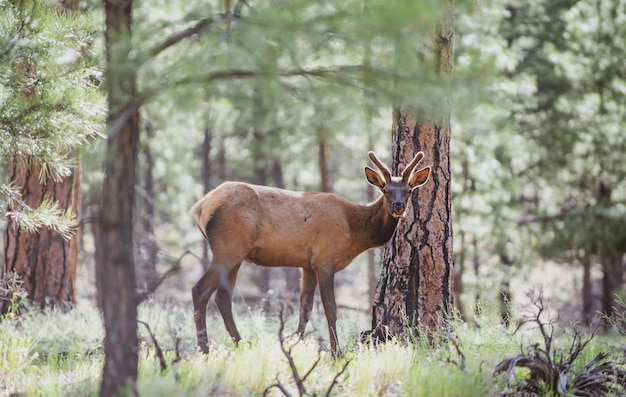 Dziki Kozioł Zwierzęta Leśne Jeleń Fawn Bambi Capreolus Roedeer