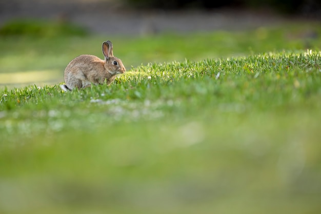 Dziki królik w lesie w poszukiwaniu najdelikatniejszej trawy