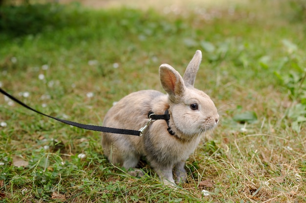 Dziki królik w miejskim parku. Czerwony królik na zielonej trawie. Domowy królik dekoracyjny na zewnątrz. Mały króliczek. Królik z otwartymi ustami ziewa. Wielkanocny królik. Wielkanocny królik na łące