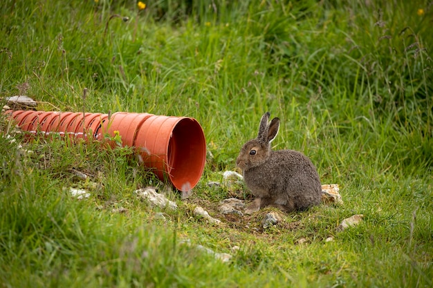 Zdjęcie dziki królik w trawie w alpach