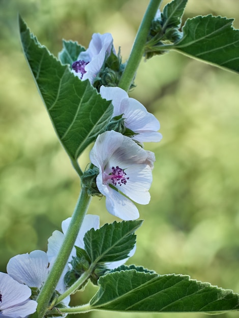 Dziki kwiat Althaea officinalis w ogrodzie.